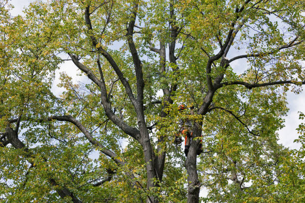 How Our Tree Care Process Works  in  Glencoe, IL